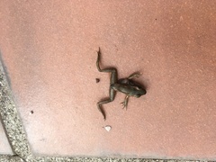 Lithobates vaillanti