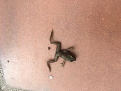 Lithobates vaillanti