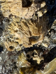 Semibalanus cariosus