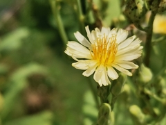 Chloracantha spinosa