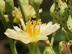 Chloracantha spinosa