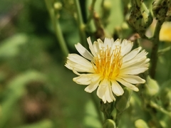 Chloracantha spinosa