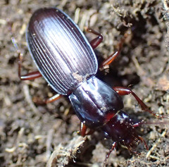 Pterostichus vicinus