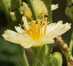 Chloracantha spinosa