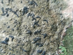 Opegrapha