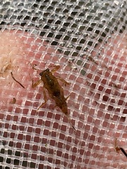 Drunella coloradensis