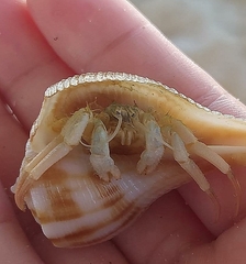 Isocheles wurdemanni