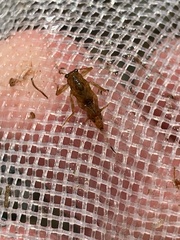 Drunella coloradensis