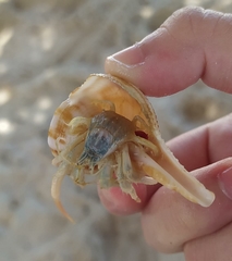 Isocheles wurdemanni