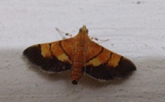 Syngamia latimarginalis