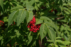 Sambucus sibirica