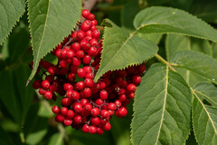 Sambucus sibirica