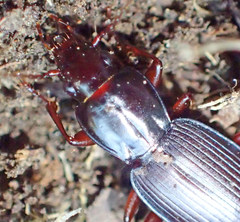Pterostichus vicinus
