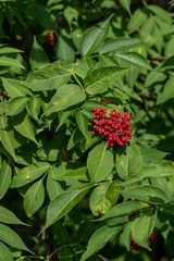 Sambucus sibirica