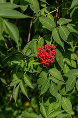 Sambucus sibirica
