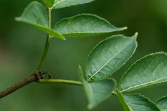 Sambucus sibirica