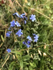 Brunnera sibirica