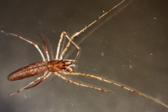 Tetragnatha keyserlingi