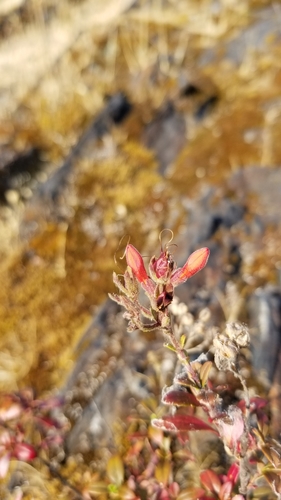 Image of Keckiella corymbosa by no rights reserved