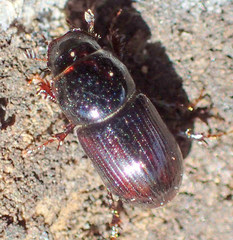 Calamosternus granarius