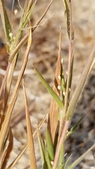 Aegilops triuncialis