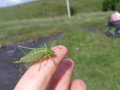Poecilimon intermedius