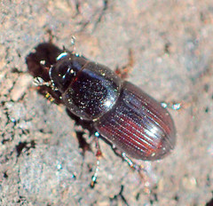 Calamosternus granarius