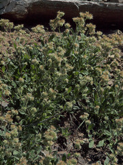Phacelia leptosepala