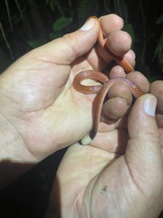 Drepanoides anomalus