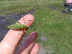 Poecilimon intermedius