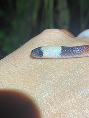 Drepanoides anomalus