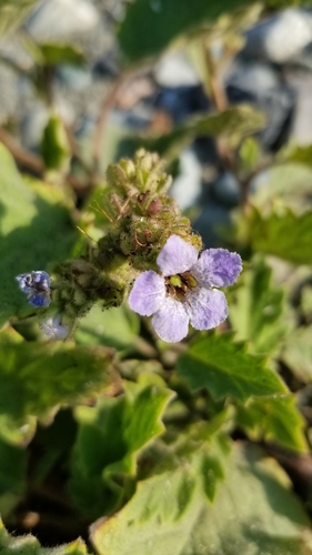Bolander's phacelia (Phacelia bolanderi)