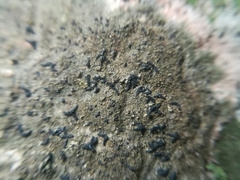 Opegrapha