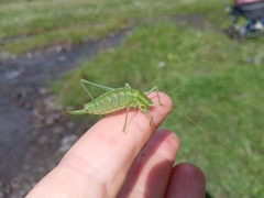 Poecilimon intermedius