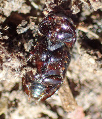 Calamosternus granarius