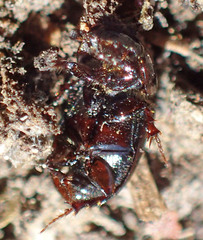 Calamosternus granarius