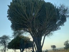 Euphorbia candelabrum