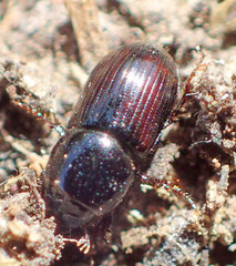 Calamosternus granarius