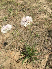 Marshallia caespitosa