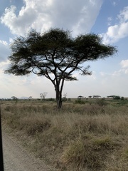 Vachellia xanthophloea