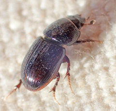 Calamosternus granarius