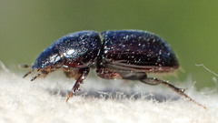 Calamosternus granarius