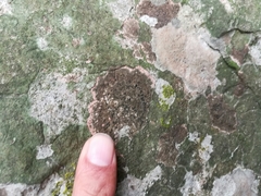 Opegrapha