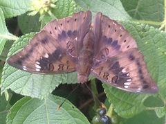 Euthalia aconthea