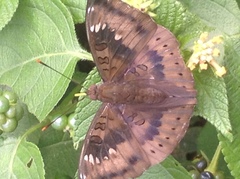 Euthalia aconthea