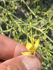 Carsonia sparsifolia