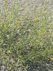 Carsonia sparsifolia