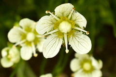 Parnassia cirrata intermedia