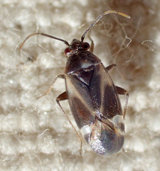 Plagiognathus