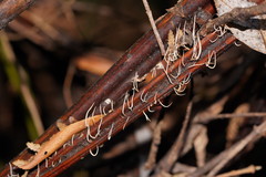 Pterulicium gracile